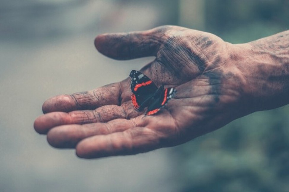 A man's hand covered in dirt and ash holding a black and red butterfly